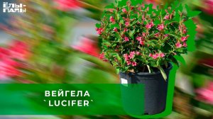Вейгела `Lucifer`