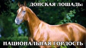 ДОНСКАЯ ЛОШАДЬ: Национальное достояние России | Интересные факты про породы лошадей и животных