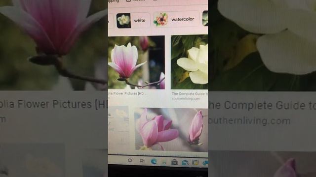 Magnolia Flowers смотреть онлайн