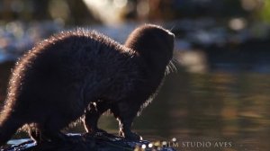 Как охотится и рыбачит американская норка? | Film Studio Aves