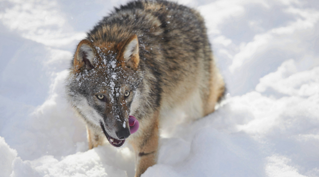 Убийцы из леса: почему в России участились случаи нападения хищников на людей