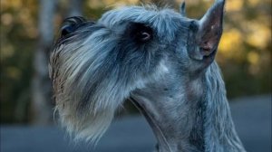 Миттельшнуцер