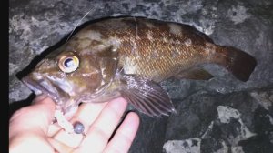 рокфишинг во Владивостоке.мебару,скумбрия.морская рыбалка