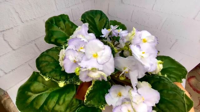 ЕЛ-ДАРЬЯНА | Сорта фиалок моей селекции с приставкой ЕЛ | смотреть онлайн