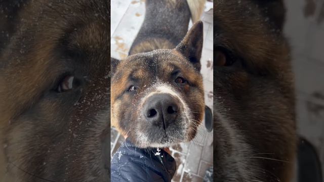 Меня зовут Каплан, мне 7 лет 🥰 #акита #собака #животные #americanakita #dog #love смотреть онлайн