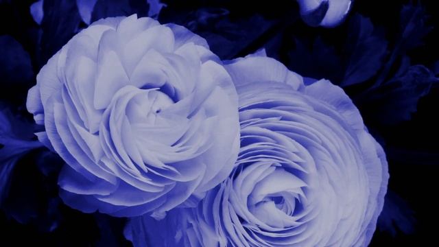 Yog nidra (Short) Meditation in hindi- For Relaxation | योग निद्रा short(5 मिनट) रिलैक्सेशन के लि смотреть онлайн