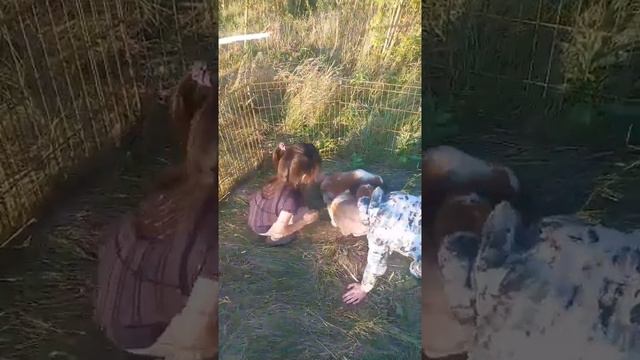 Щенки кавалер кинг чарльз спаниеля. Эфир от 9.08.23. #кавалеркингчарльзспаниель #щенки #питомниккав