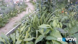 Обзор грядок! 3-й год Не растет даже горчица! Завезли такую замлю!