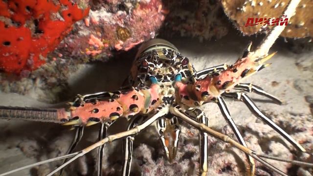 Водная среда. Эпизод 7.