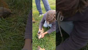 рыбалка_ульяновск рыбалка_вязовка Шок! Карп клевал на бойл слива и на опарыша на крючке!