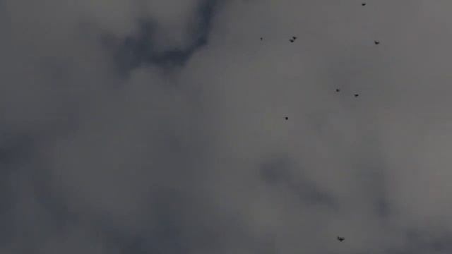 Голуби Николаевские Голуби( Полёты Голубей) смотреть онлайн