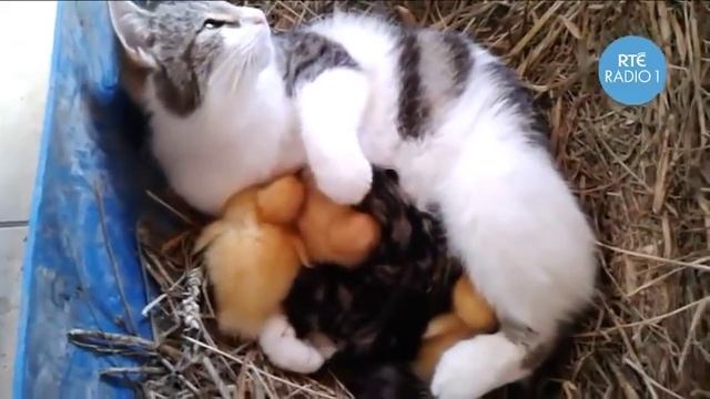 Кошка обнимает утят, чужих детей не бывает! смотреть онлайн