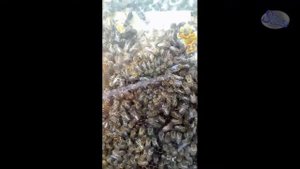 Пчелы "душат" матку после облета