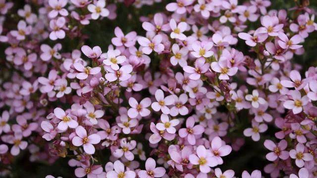 Beauty flowers(part3)