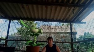 гарохотстрел