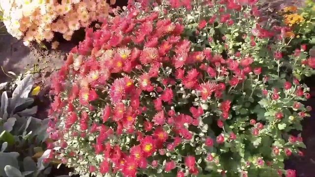 Золотая осень. Хризантема мультифлора. смотреть онлайн