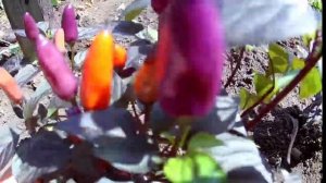 Blue Christmas. Декоративный, съедобный острый перец.