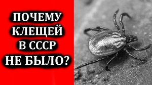 Почему в Советское время не было клещей? Как боролись с клещами в СССР?