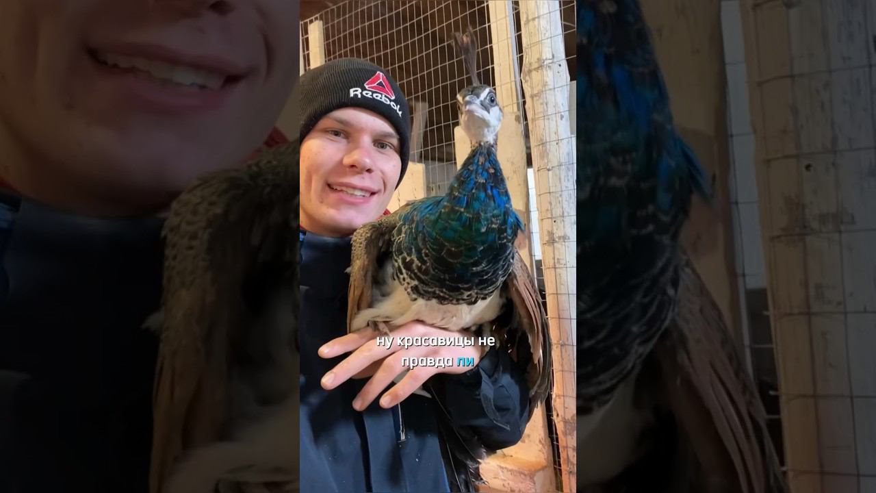 Павлины на нашей ФЕРМЕ Давай следить вместе, подписывайся смотреть онлайн