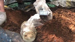 Черный чеснок//Абсолютно бесплатно//