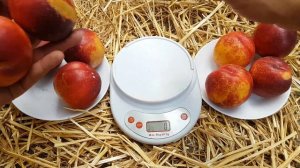 НЕКТАРИН ФАЯРД / NECTARINE FAYARD