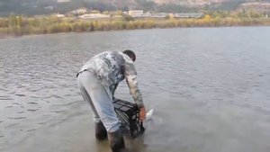 Выпуск рыбы в новое озеро, Кисловодск