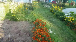 Копаем картошку.  Сеем горчицу.