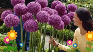 Лук декоративный Гигантский. Краткий обзор, описание характеристик allium Giganteum