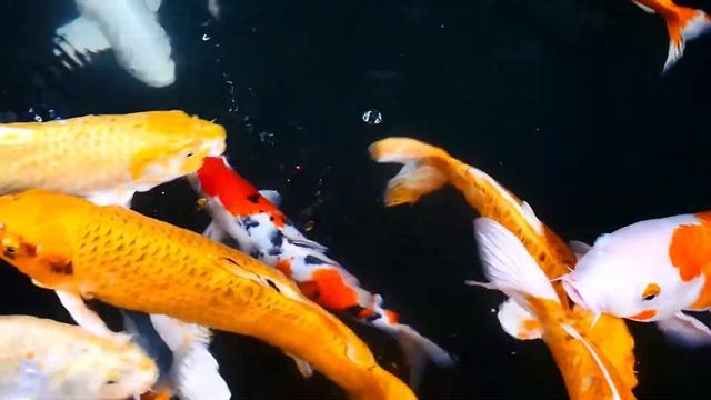 100% Ваше Желание Исполнится! Тибетские Поющие Чаши Исполнения Желаний 256  kbps