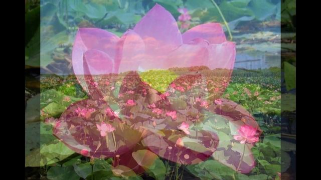 цветок лотос символ чистоты и благородства смотреть онлайн