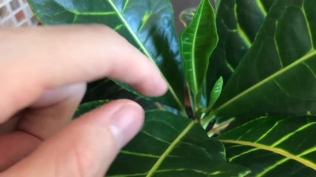 Большой Обзор Комнатных Растений » Джунгли в Городской Квартире » Май 2022 смотреть онлайн