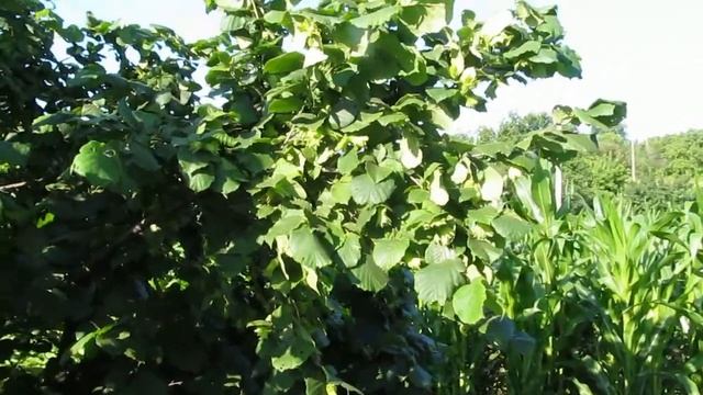 Фундук, чего опасаться, и как защититься. смотреть онлайн