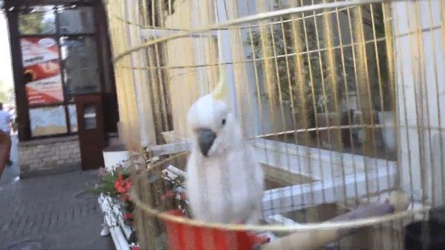 Кто сказал мяу? Угадайте? Загадка от кота Лучика!