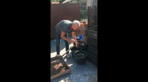 Грунт для выгонки тюльпанов