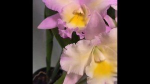 Bloom Showcase - Blc. Momilani Rainbow `Linwood' HCC/AOS