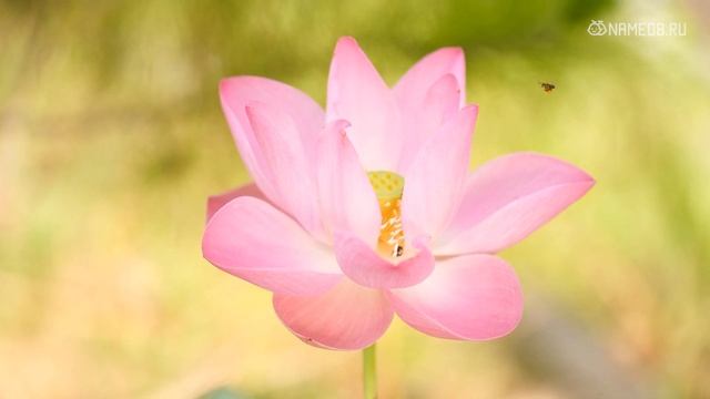 Встречаются очень редко: Топ 5 самых оригинальных имен для девочек смотреть онлайн