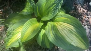 Хоста Голивуд Лайт. Hosta hollywood lights. Hosta garden. Biysksadhost