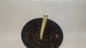 Драцена Маргината, Душистая Лимон-Лайм и Белая Жемчужина. Размножение черенкованием, правильный ухо