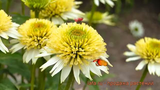 Эхинацея пурпурная Мерингве (echinacea Purpurea) ? обзор: как сажать, рассада эхинацеи Мерингве