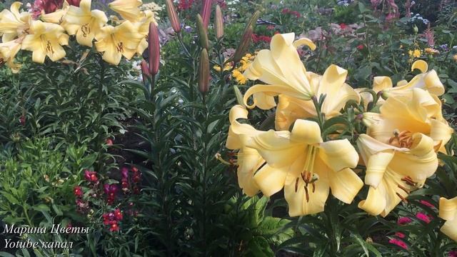 Лилии ОТ . ДЕРЕВО ГИГАНТ . смотреть онлайн