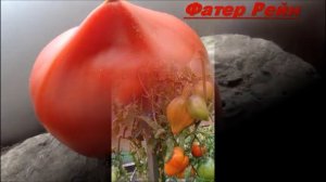 Вкусный красноплодный томат сорт Фатер Рейн.