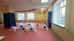 Аттестация на бело-желтый пояс Тхэквондо ??