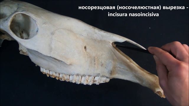 резцовая кость домашних животных смотреть онлайн