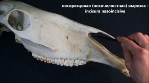 резцовая кость домашних животных