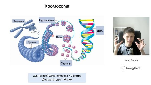 5 штрих конец. Расставьте на данной РНК 5’ И 3’ концы.