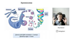Основы биологии #6 | Строение ДНК и РНК| 5' и 3' конец | Нуклеиновые кислоты | Штрих концы