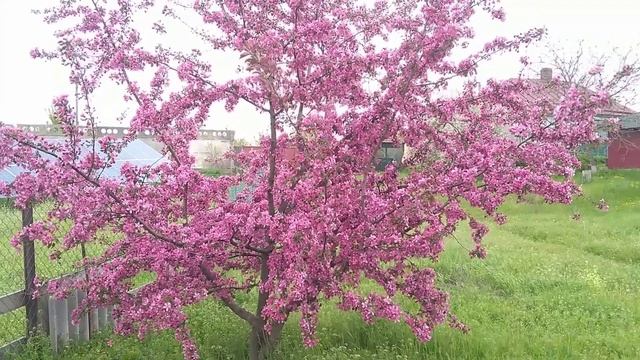 ЦВЕТЁТ ЯБЛОНЯ НЕДЗВЕДСКОГО