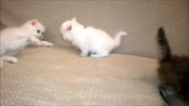 Шотландские котята 1,5 месяца