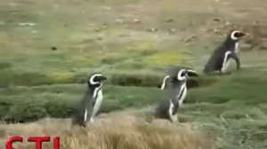 Магеллановы пингвины