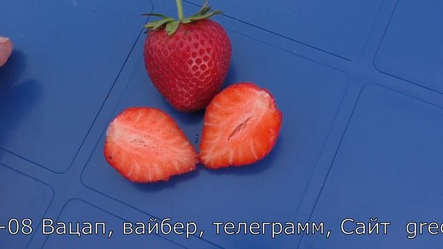 АНИЯ ремонтантный сорт
